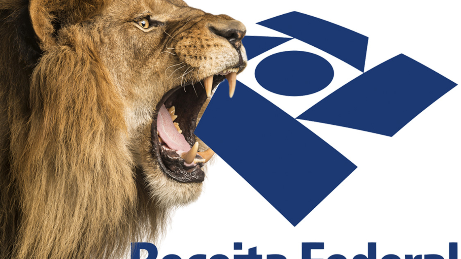 Close-up of a Lion and Lioness roaring at each other